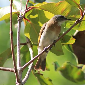 Rufous-banded Honeyeater (Conopophila albogularis)