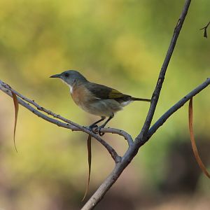 Rufous-banded Honeyeater (Conopophila albogularis)