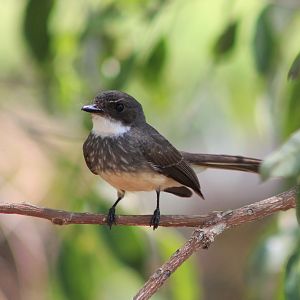 Northern Fantail (Rhipidura rufiventris)