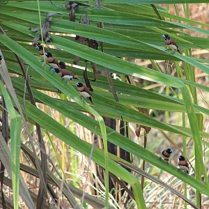 Chestnut-breasted Mannikins (Lonchura castaneothorax)