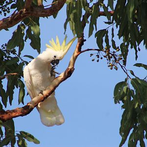 Greater Sulphur-crested Cockatoo (Cacatua galerita)