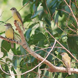 Lemon-bellied Flycatchers (Microeca flavigaster)