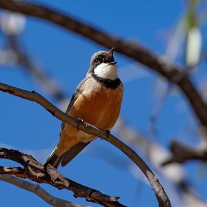 Rufous Whistler