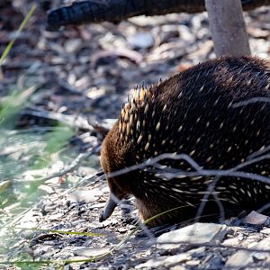 Echidna