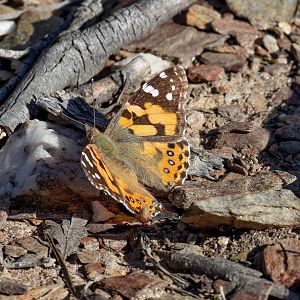Australian Painted Lady