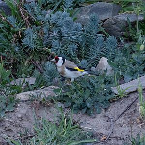 European Goldfinch