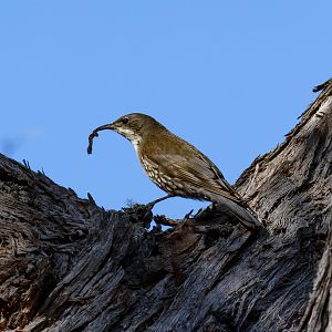 White-throated Treecreeper