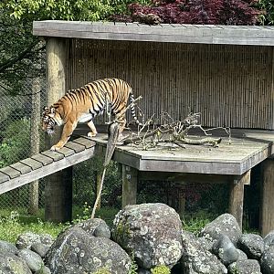 Sumatran tiger (Panthera tigris sumatrae)