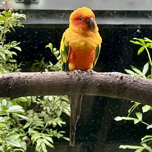 Sun conure (Aratinga solstitialis)