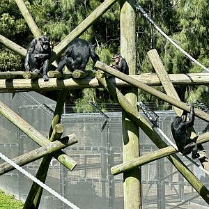 Common Chimpanzee Troop