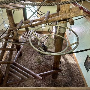 Chimpanzee Exploratorium (Mulched Floor)