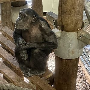 Sanda (Common Chimpanzee)