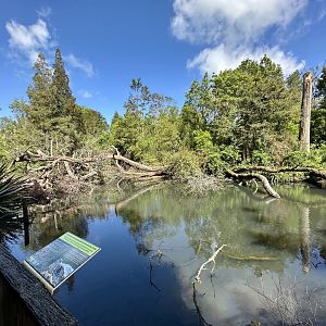 New Zealand Wetlands Exhibit (Fallen Trees)