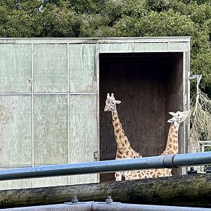 Masamba and Jabali (Giraffes)