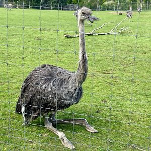 Common ostrich (Struthio camelus)