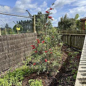 Pōhutukawa (Metrosideros excelsa)