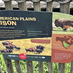 American Plains Bison Signage