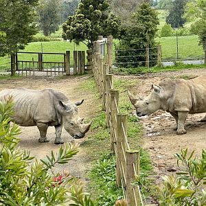 Kruger and Imani (Southern White Rhinoceros)