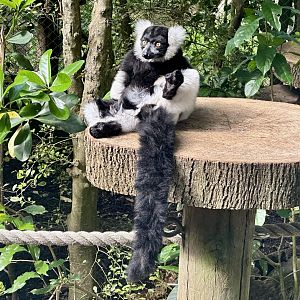 Black and white ruffed lemur (Varecia variegata)