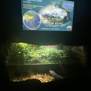 Chinese giant salamander exhibit