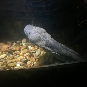 Chinese giant salamander