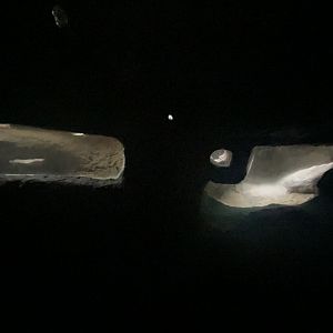 Naked mole rat tunnels 1