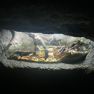 European pond turtle exhibit