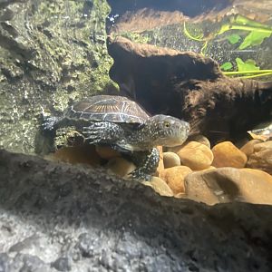 European pond turtle