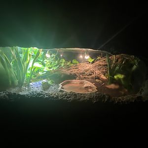 African bullfrog exhibit