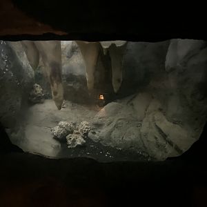 Blind cave fish aquarium