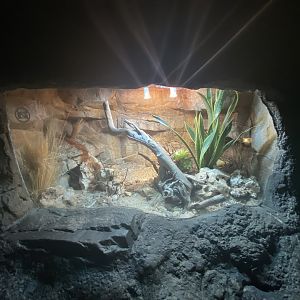 Pancake tortoise exhibit