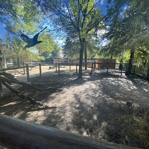 Muntjac and common pheasant enclosure