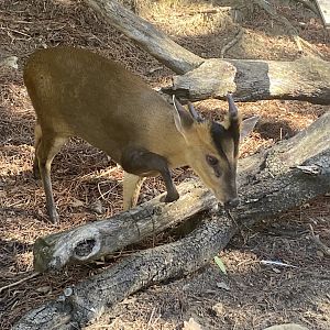 Reeve’s muntjac
