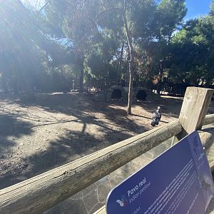 Peafowl and Southern screamer enclosure
