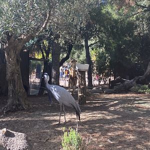 Demoiselle crane and Reeve’s muntjac