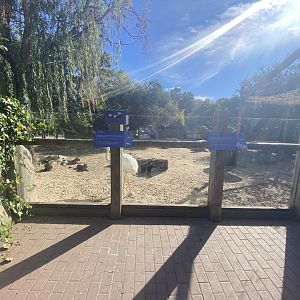 Greater rhea and Patagonian mara enclosure