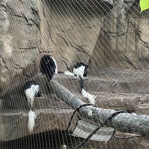 Cincinnati Zoo - Gorilla World - Colobus Monkey exhibit