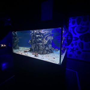 Spotfin lion fish aquarium