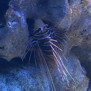 Spotfin lion fish