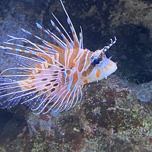 Spotfin lion fish image 2
