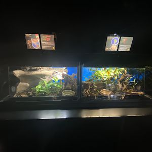 Milk snake and smooth side toad exhibits