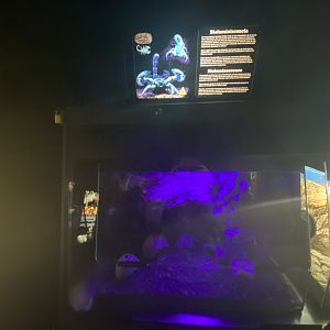 Scorpion exhibit