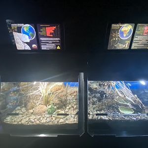 Southwestern speckled rattlesnake and assassin bug exhibits