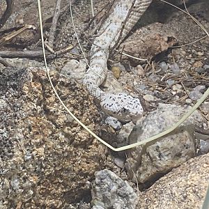 Southwestern speckled rattlesnake