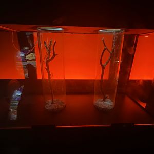 Black widow exhibits