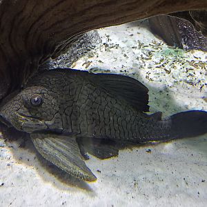 Unknown Pleco. Can anyone identify? Thank you