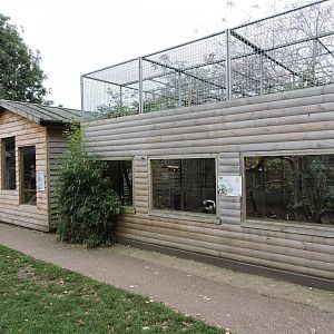 Black and white ruffed lemur enclosure