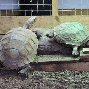 Asian Brown Tortoise - Manouria Emys
