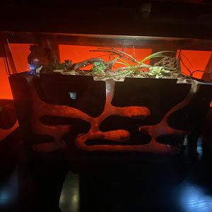 Indian violet earth tiger tarantula exhibit