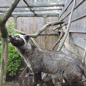 Asian Palm Civet